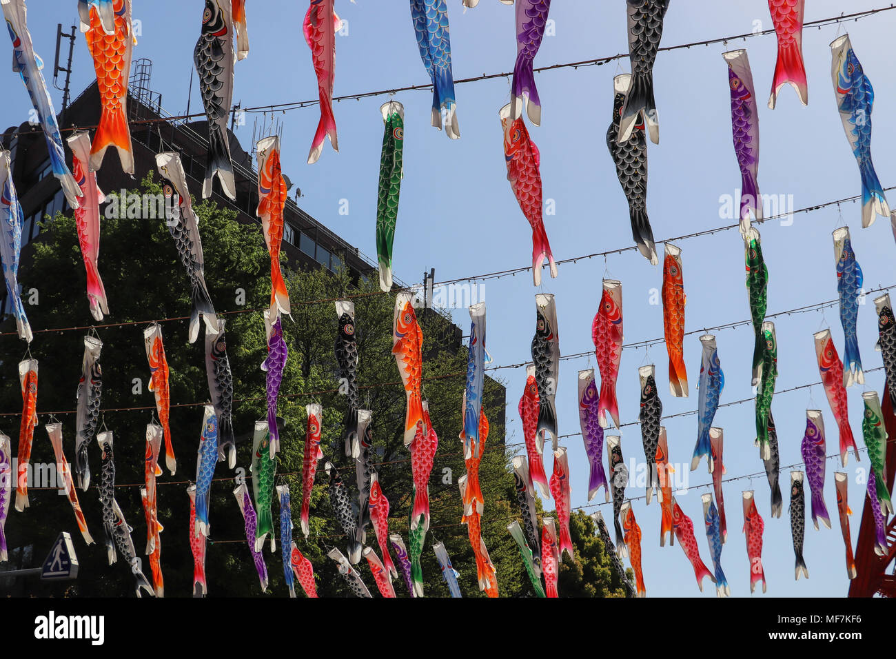 Many colorful paper fish lanterns or windsocks hang on diagonal strings high above the viewer against a blue sky; celebrate Children's Day in Japan. Stock Photo