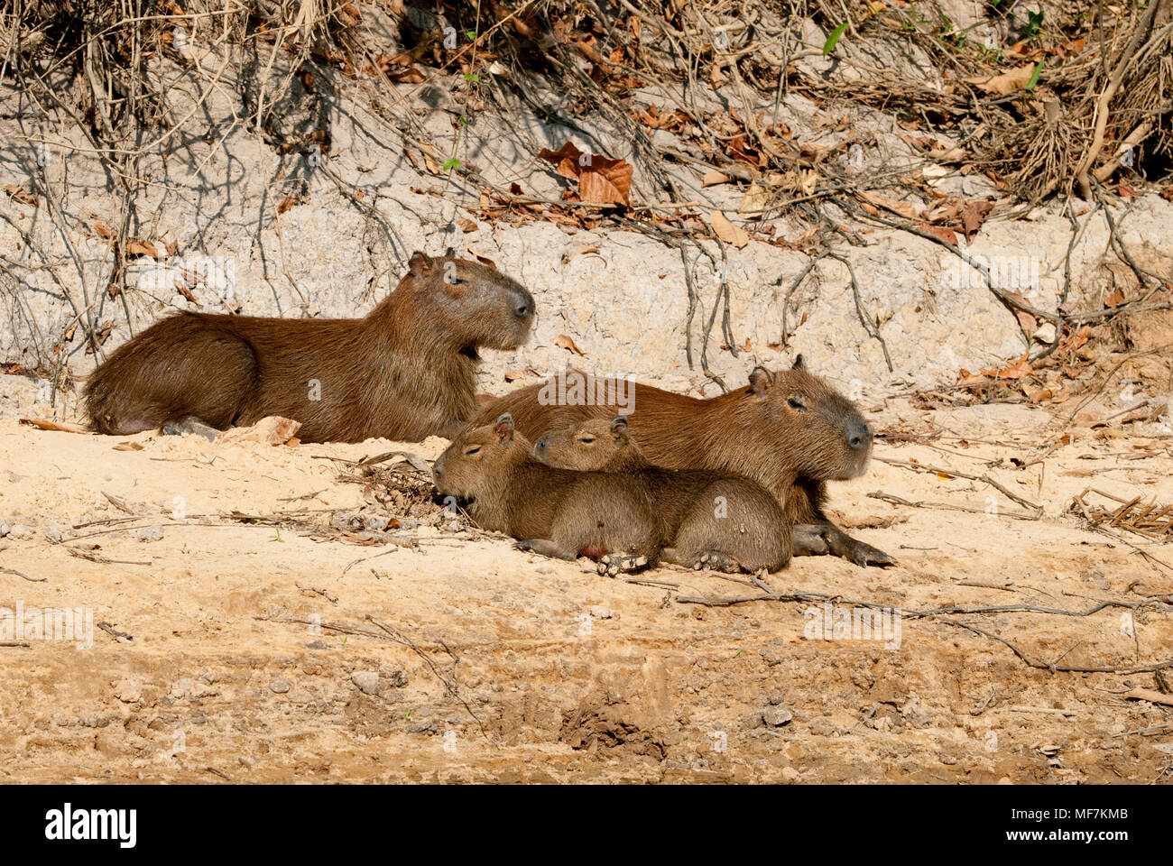 Capybara family in the Pantanal in southern Brazil Stock Photo