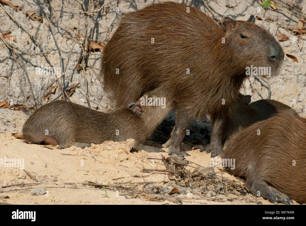 Capybara family in the Pantanal in southern Brazil; young capybaras nursing Stock Photo