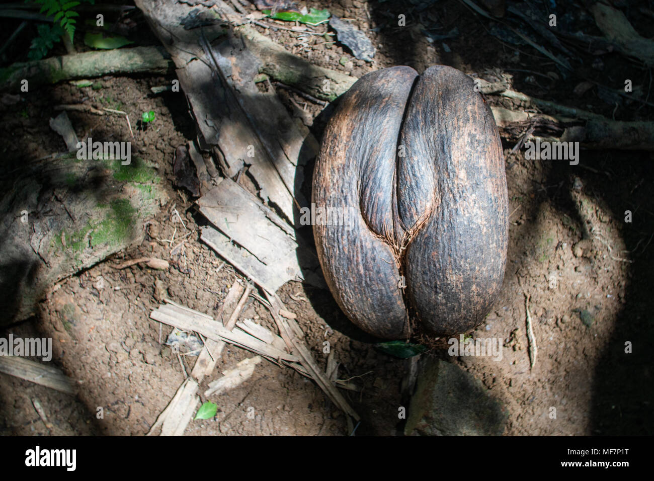 coco de mer, or double coconut in Valley De May- Praslin,  Seychelles Stock Photo