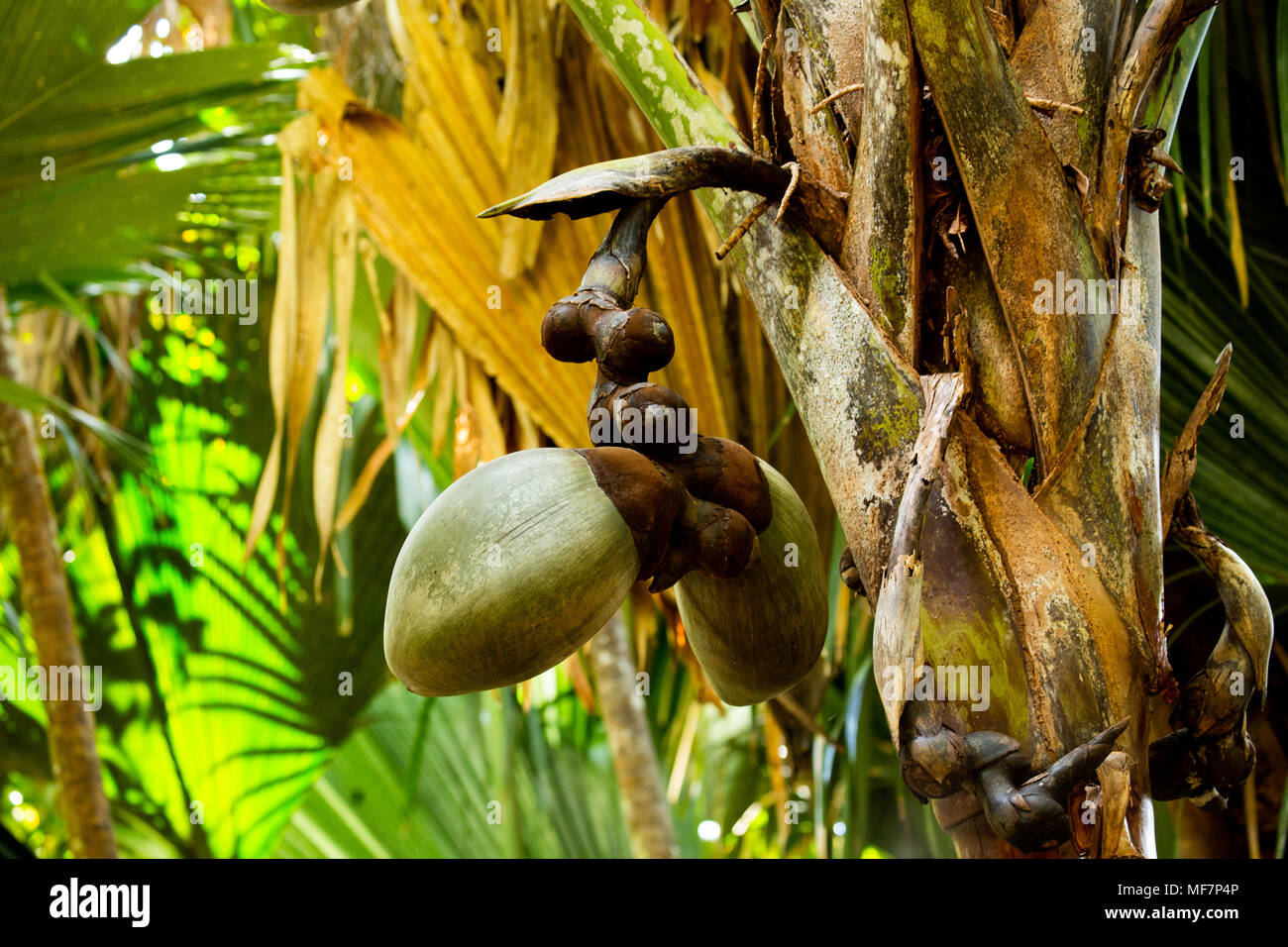 coco de mer, or double coconut in Valley De May- Praslin,  Seychelles Stock Photo