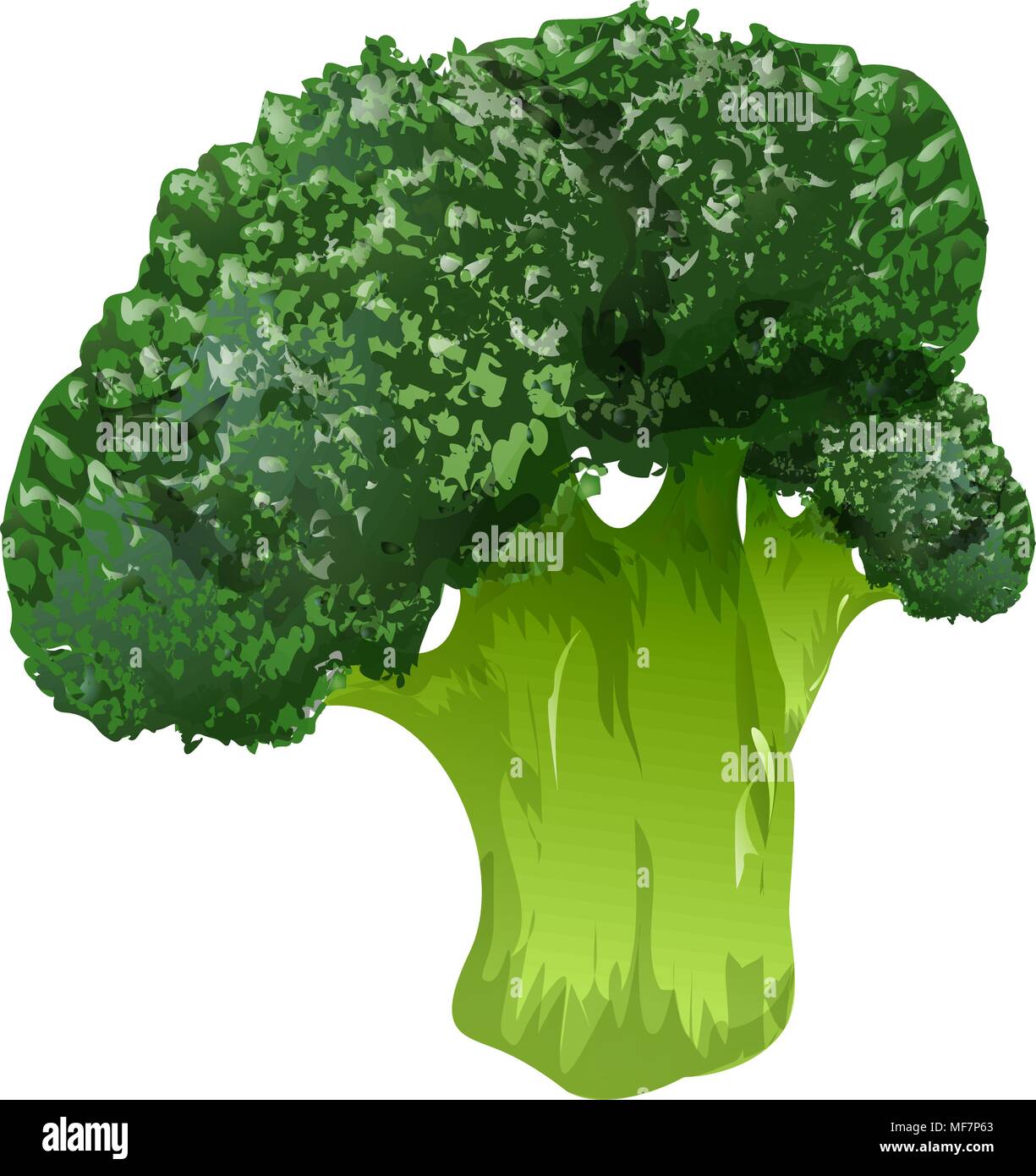 Realistic illustration of broccoli isolated on white background Stock