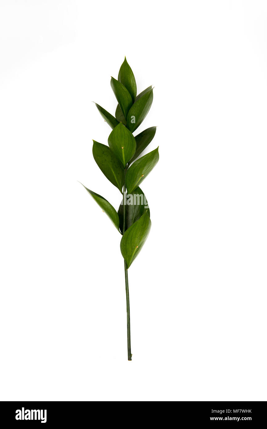 twig with green leaves isolated on white Stock Photo - Alamy