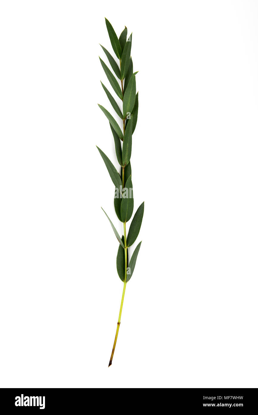 twig with green leaves isolated on white Stock Photo - Alamy