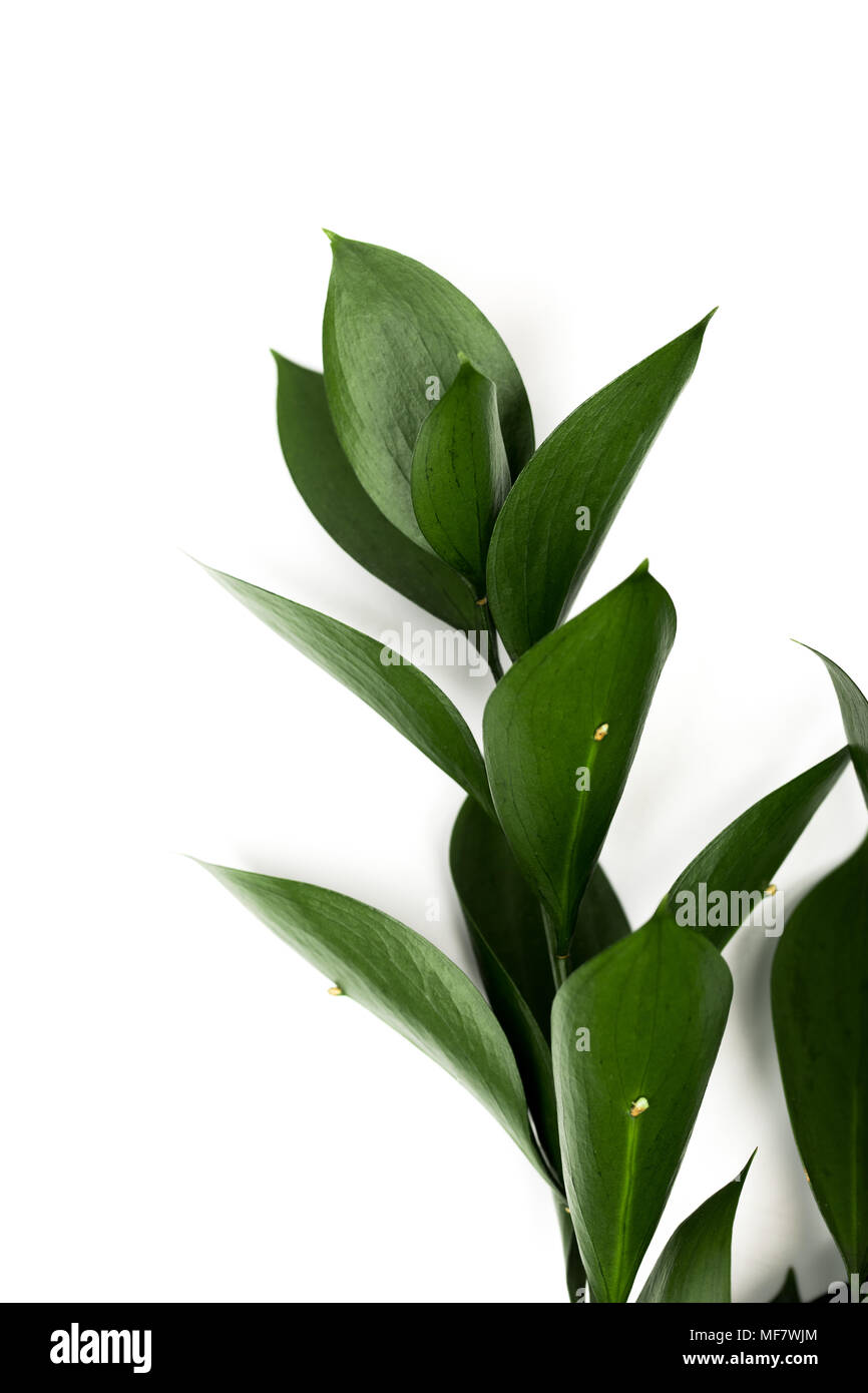 twig with green leaves isolated on white Stock Photo - Alamy