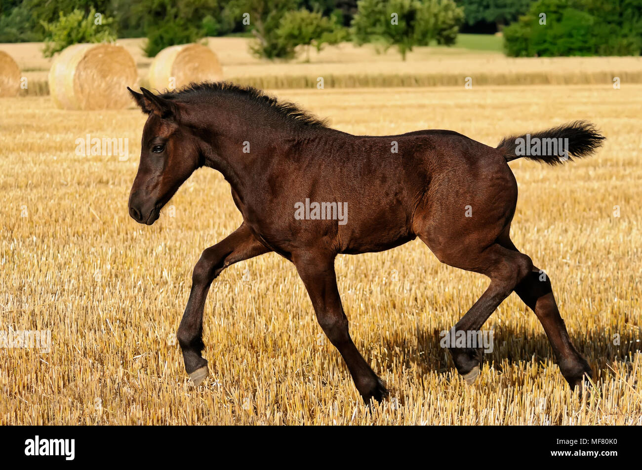 A cute female foal, German heavy warmblood horse baroque type, goes at a trot in a stubble field with straw bales, Germany Stock Photo