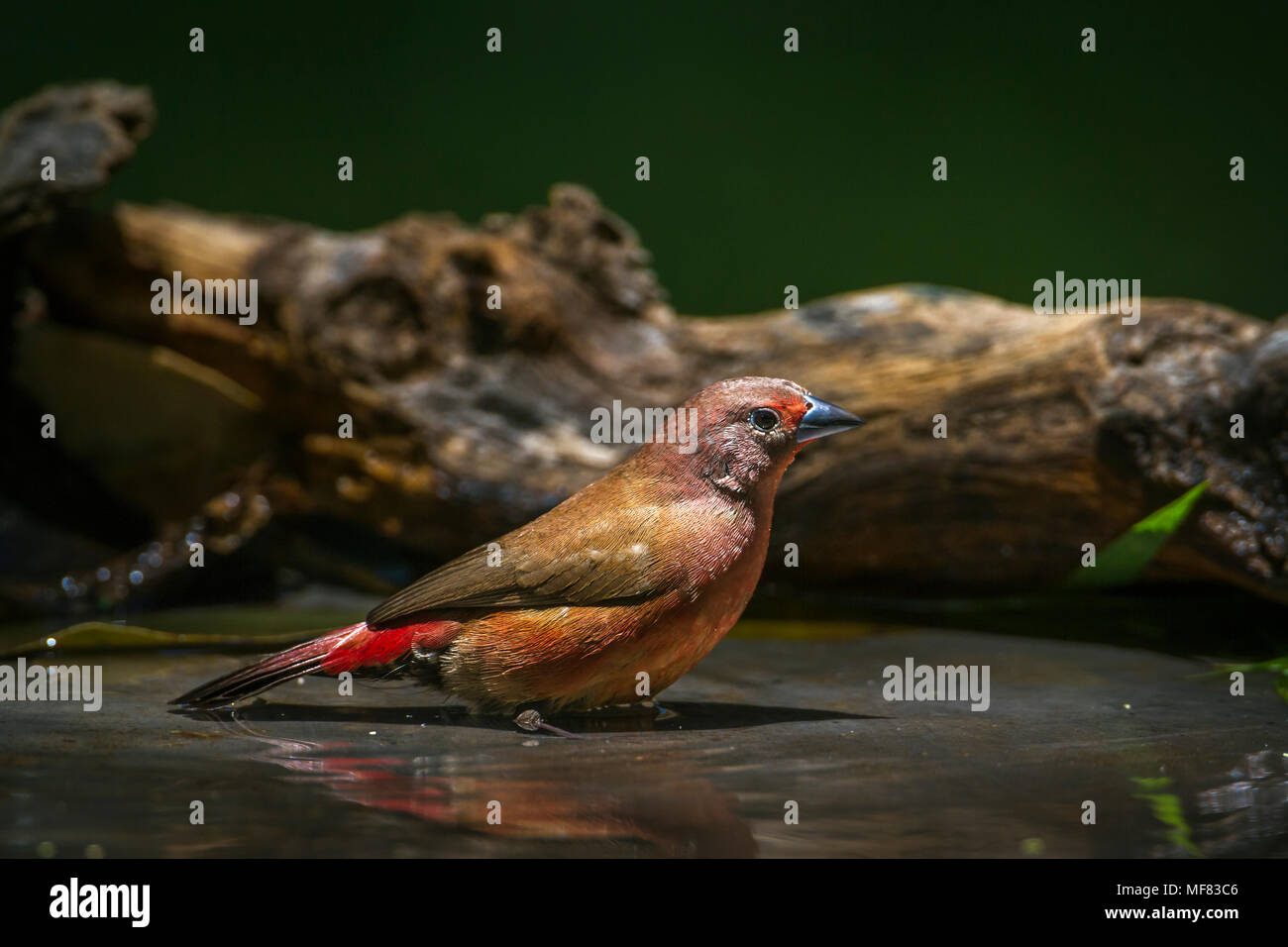 Jameson's firefinch in Mapungubwe national park, South Africa ; Specie Lagonosticta rhodopareia family of Estrildidae Stock Photo