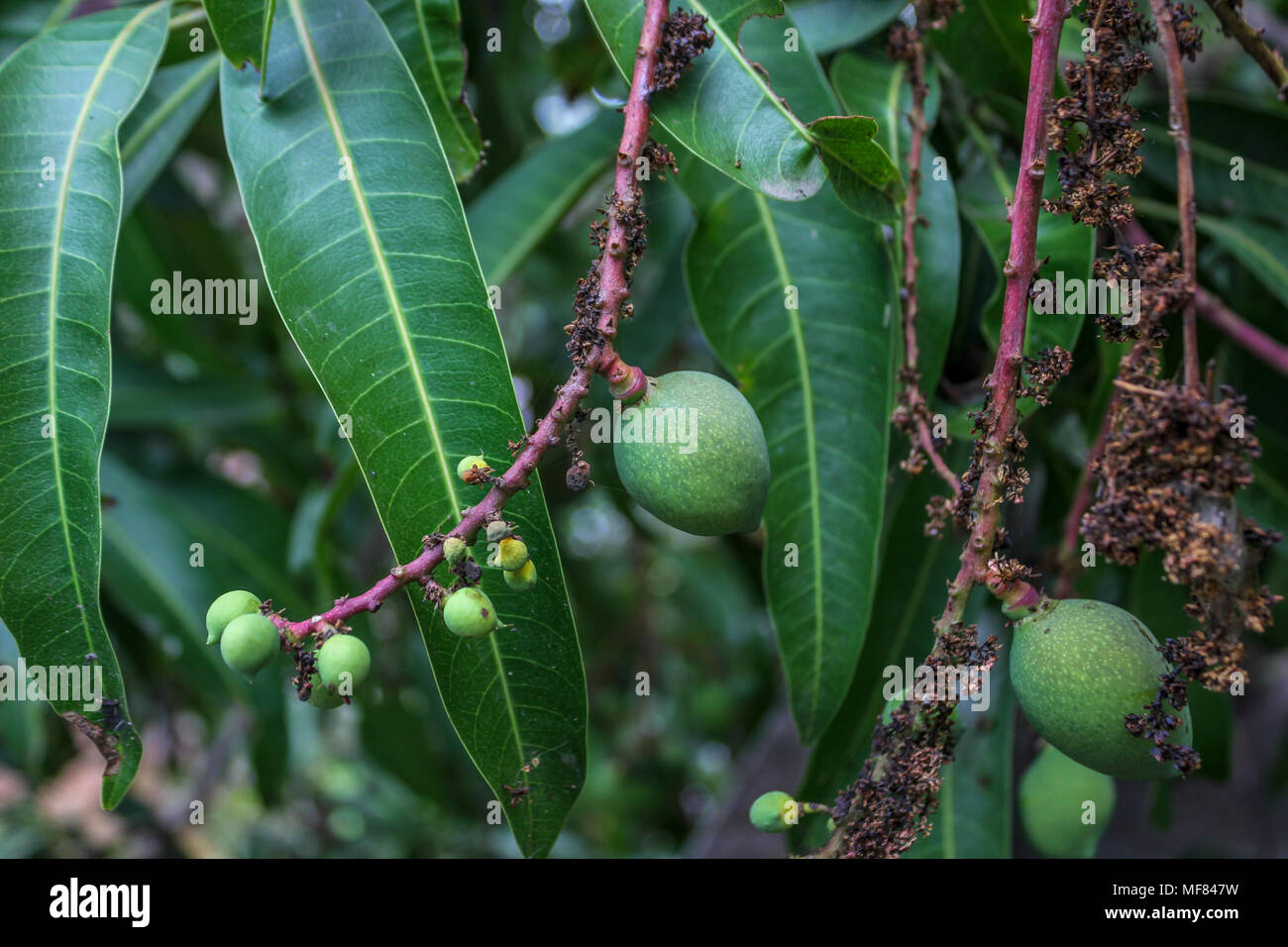 Exclusión Conexión Cabaña Baby mango hi-res stock photography and images - Alamy