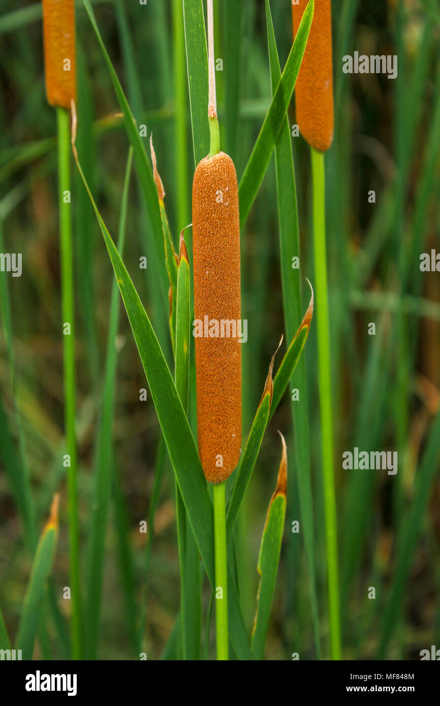 Typha domingensis Southern Cattail Stock Photo