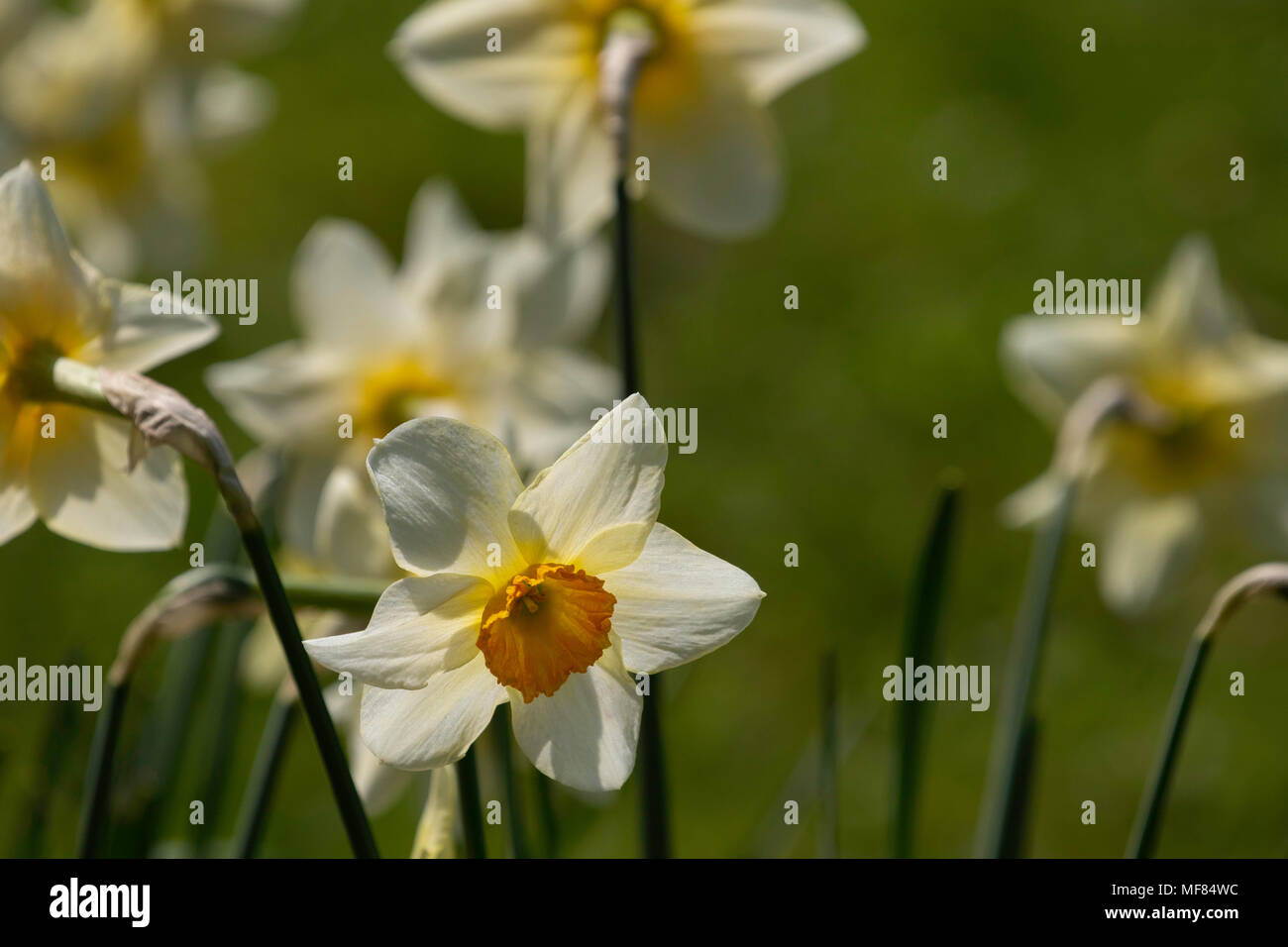Fresh Looking White Daffodils with Orange Centres at Ripley Castle,North Yorkshire,England,UK