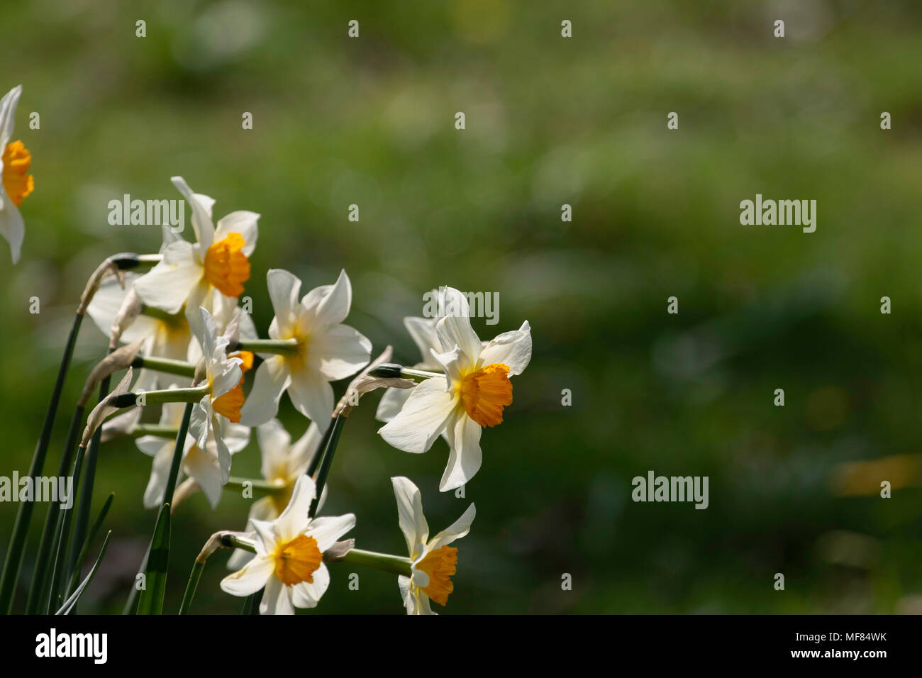 White Daffodils with Orange Centres Stock Photo - Alamy