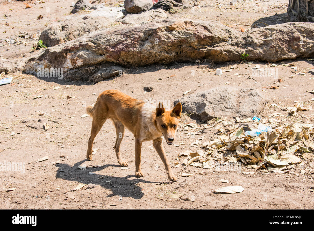 Walking animals hi-res stock photography and images - Alamy