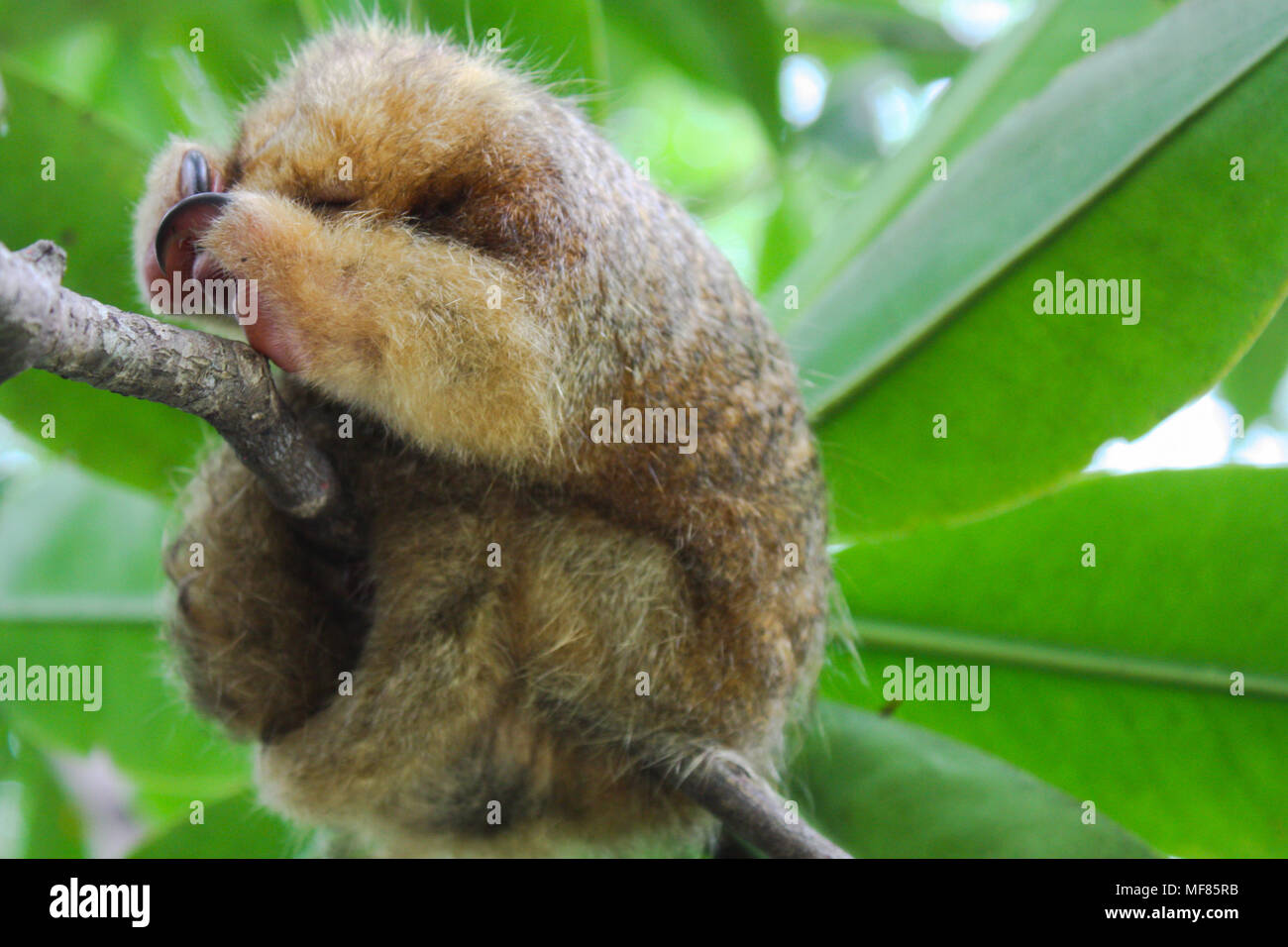 Cuddly anteater sleeping in tree branch. Stock Photo