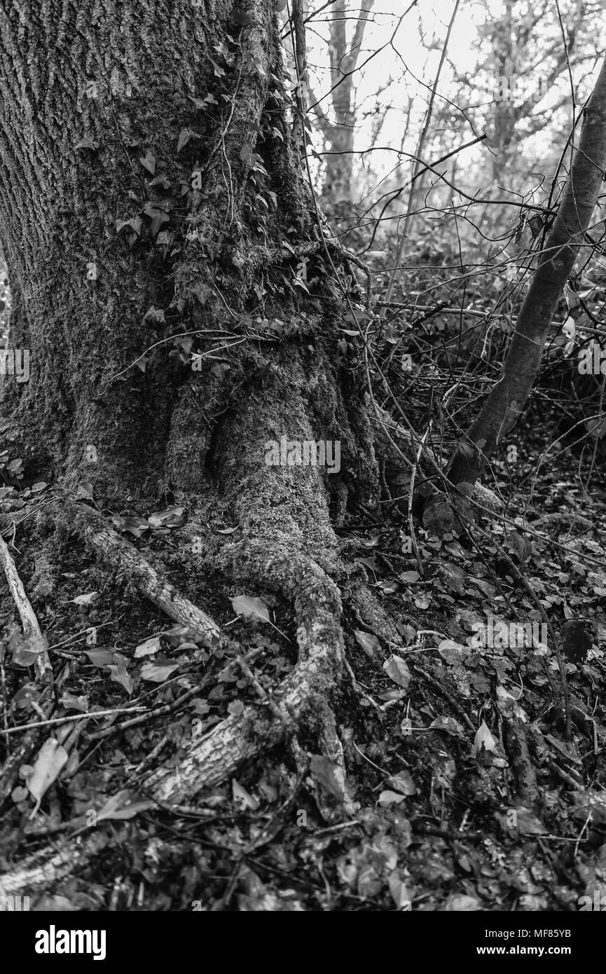 Tree root detail Black and White Stock Photos & Images - Alamy