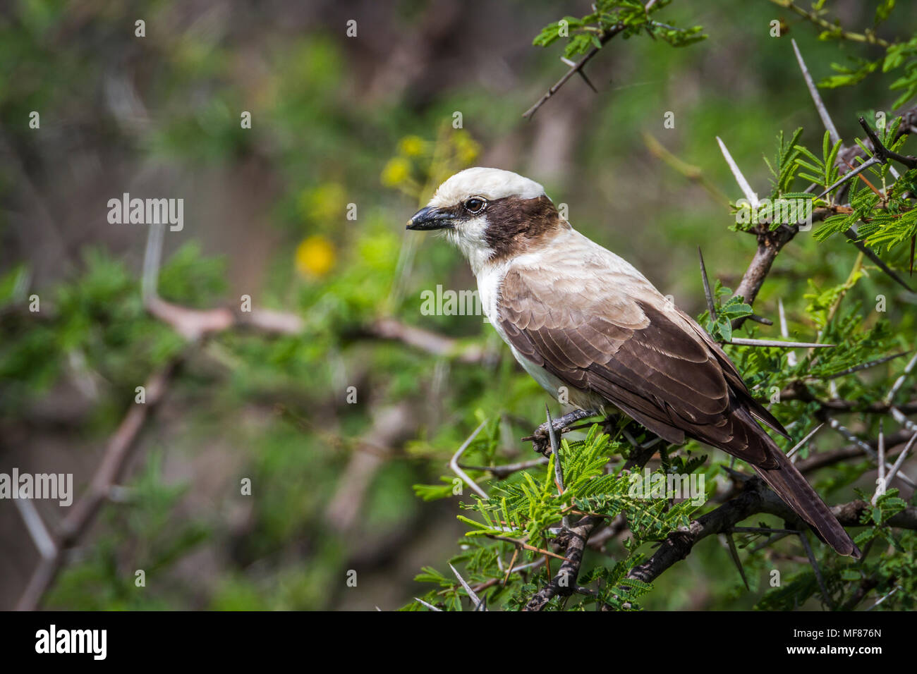 White-crowned shrike in Kruger national park, South Africa ; Specie Eurocephalus anguitimens family of Laniidae Stock Photo