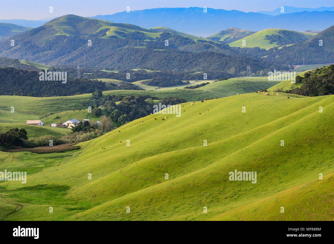 High Angle view of California Cattle Farm in the Central Valley, USA Stock Photo