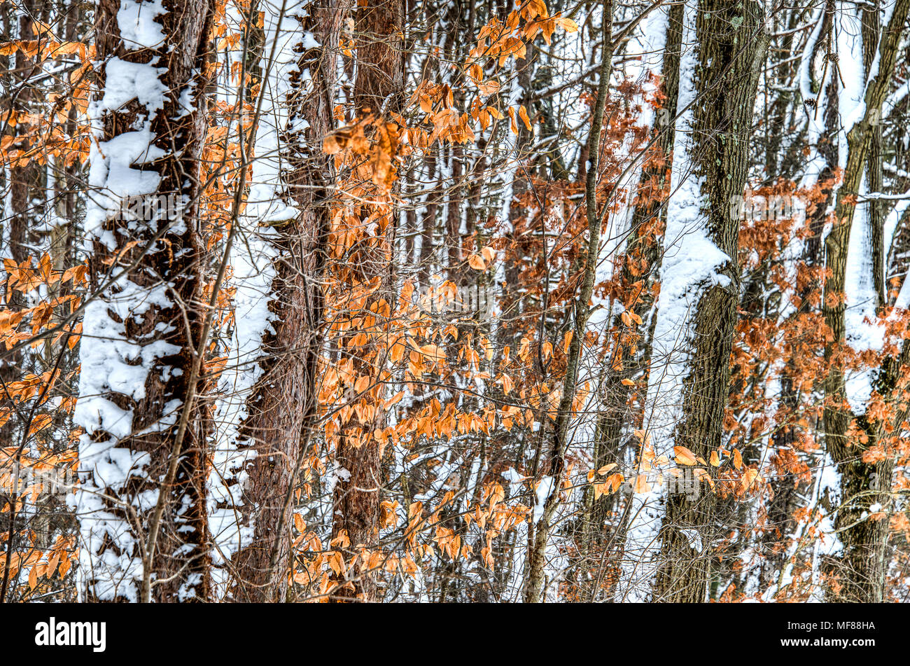 Winter in New England Stock Photo - Alamy
