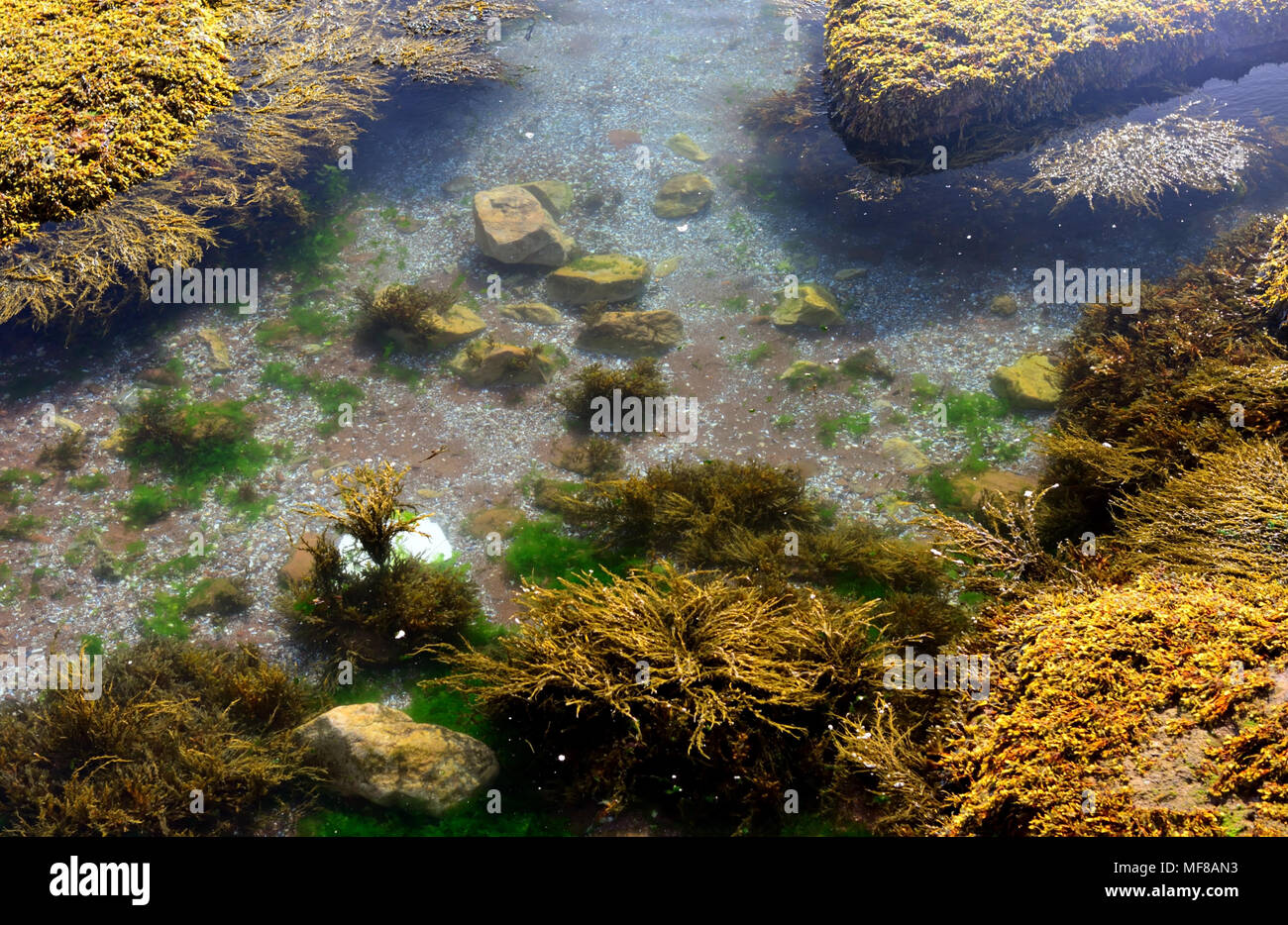 Submerged aquatic plants hires stock photography and images Alamy