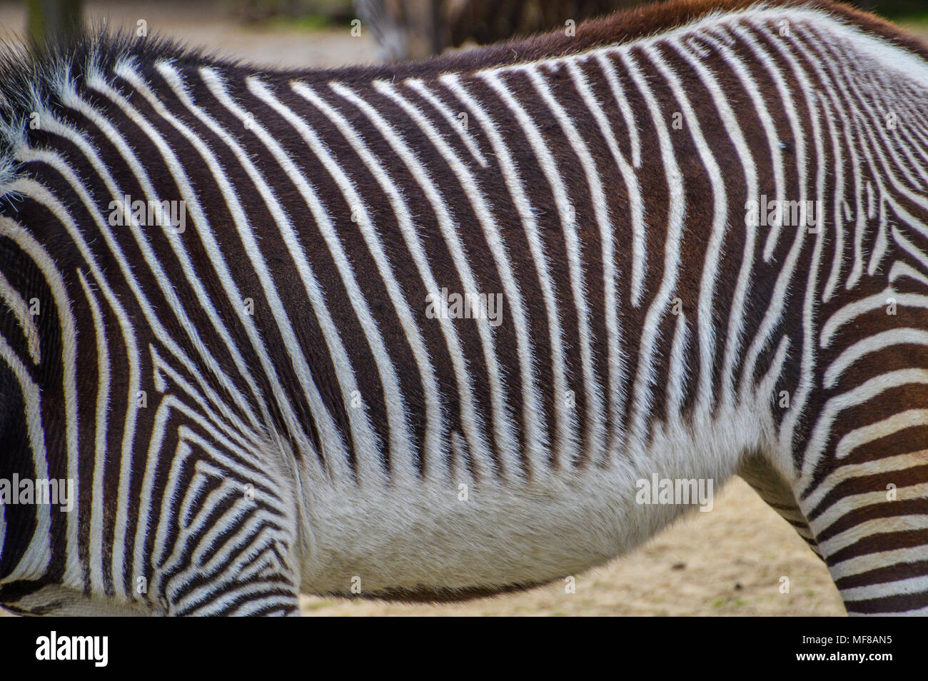 Body Of A Zebra Stock Photo Alamy