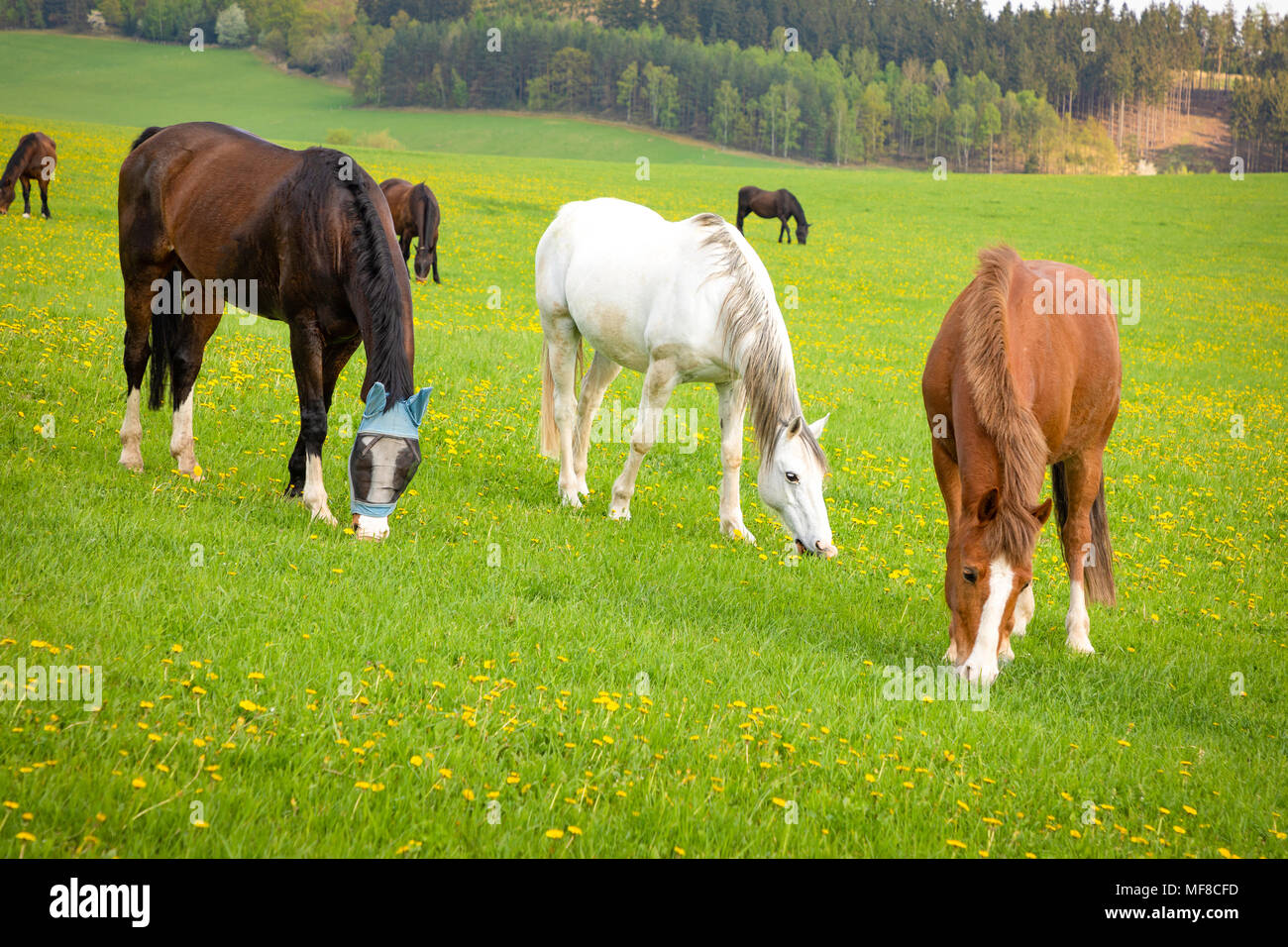 Horses eat spring grass in a field Stock Photo Alamy