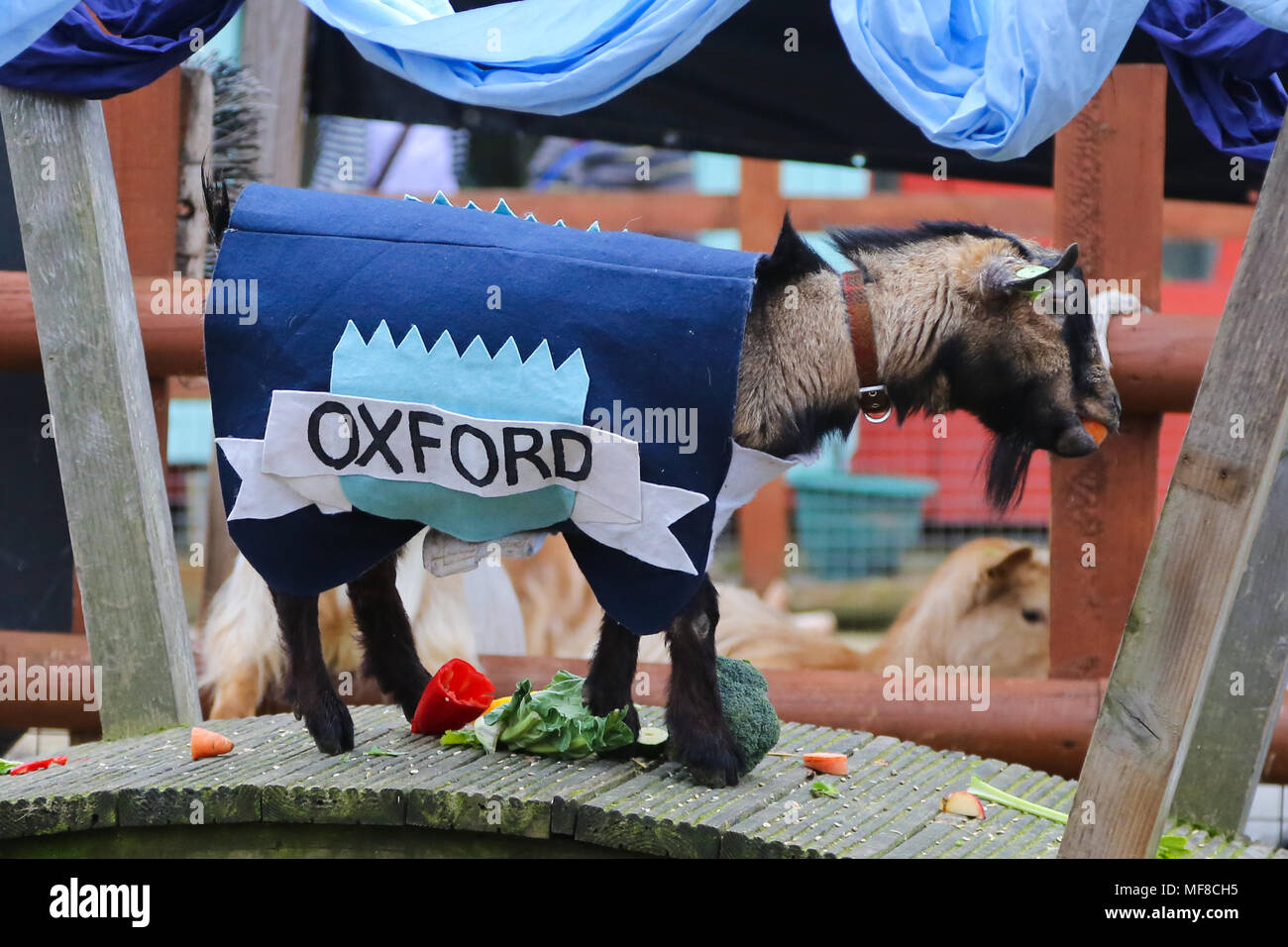 Hamish (Oxford) wins the Goat Race. Goats compete during the Hamish