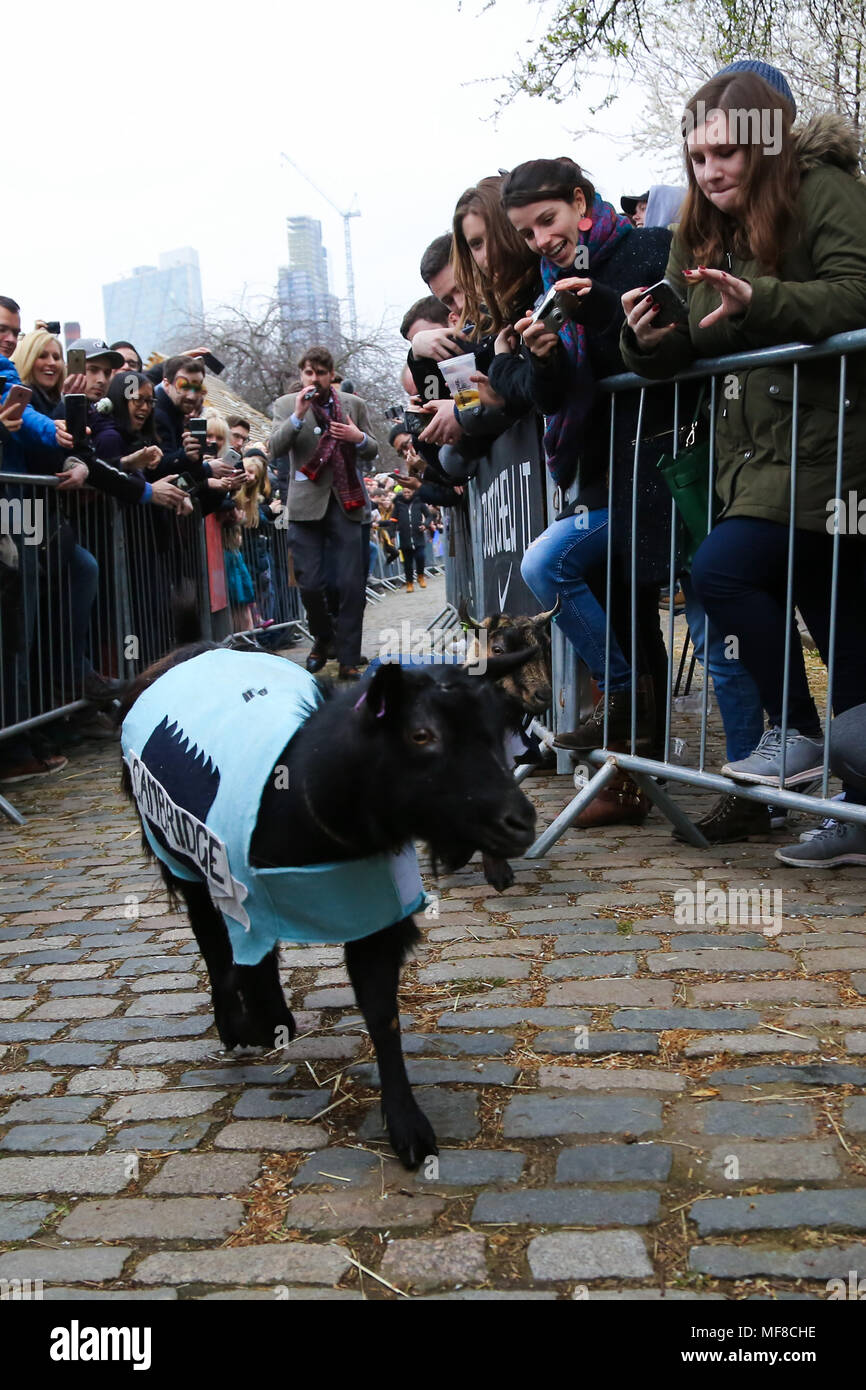 Hamish (Oxford) wins the Goat Race. Goats compete during the Hamish