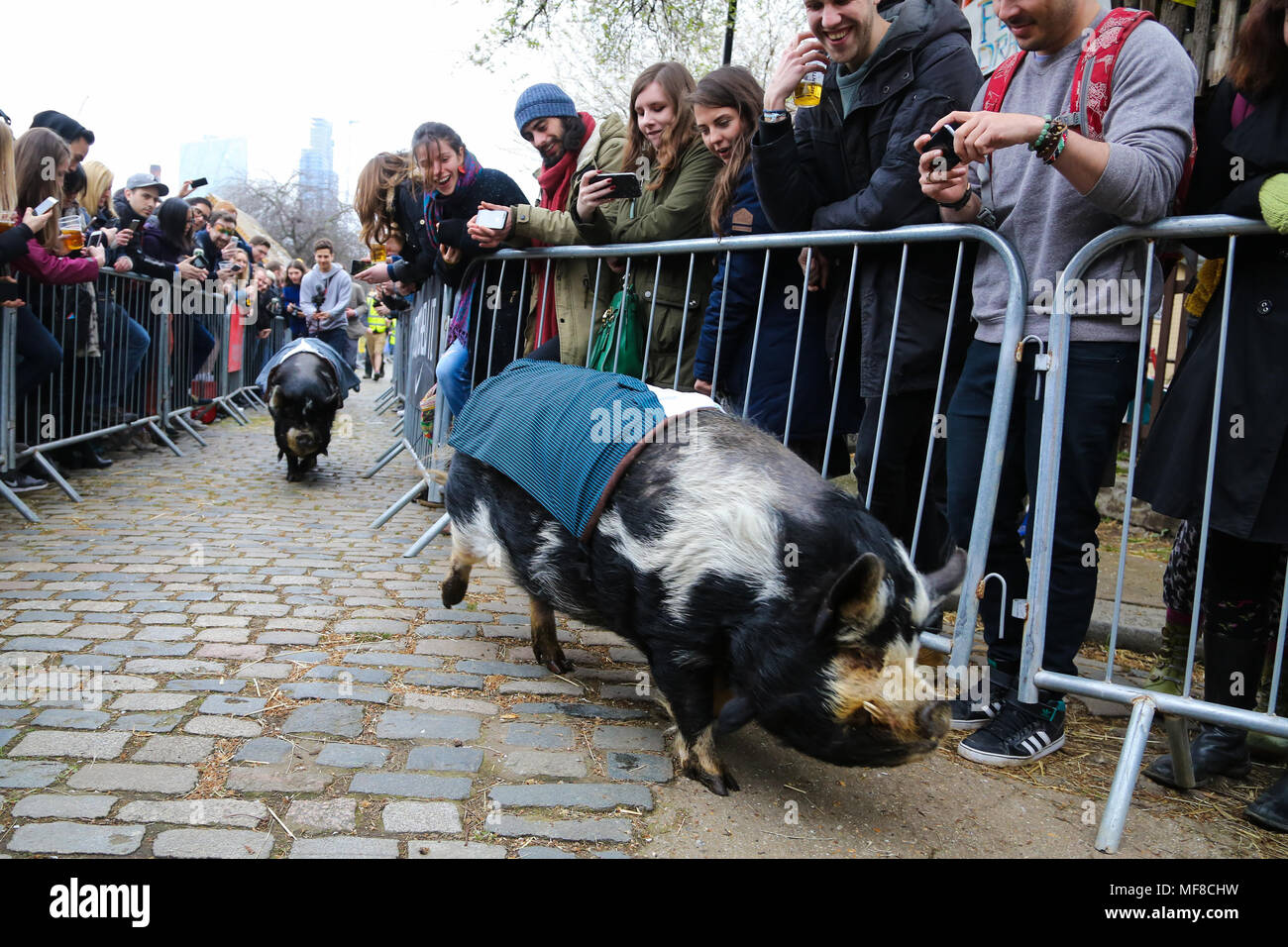 Hamish (Oxford) wins the Goat Race. Goats compete during the Hamish