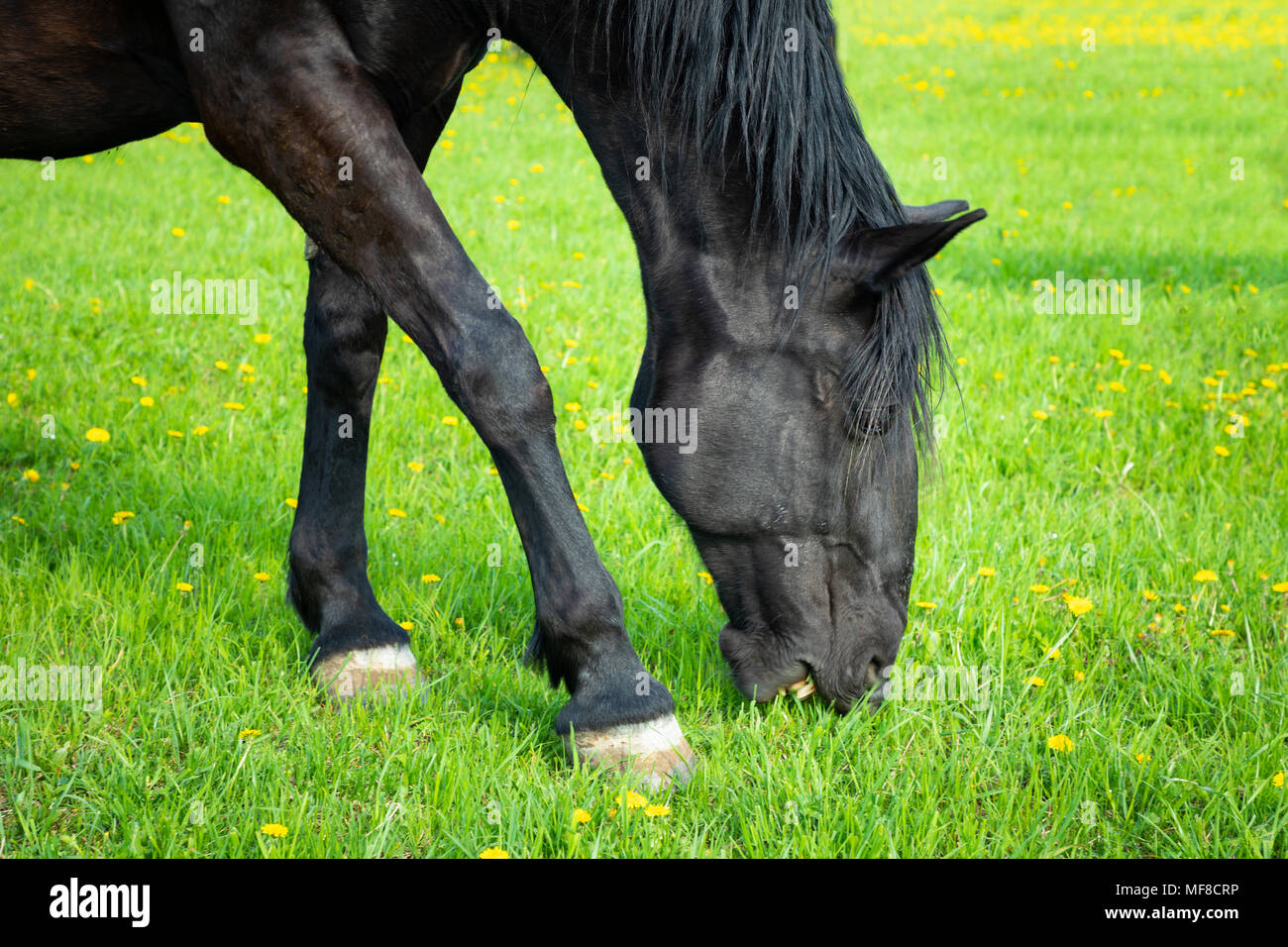 Horse spring hires stock photography and images Alamy