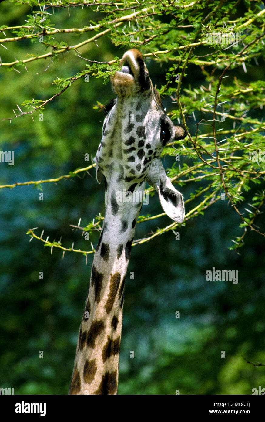 Giraffe eating acacia leaves, Lake Manyara National Park, Tanzania, using tongue to avoid sharp thorns. Stock Photo