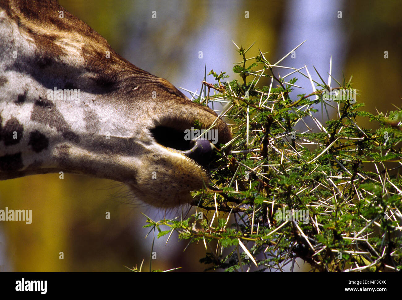 Giraffe tongue eating acacia hires stock photography and images Alamy