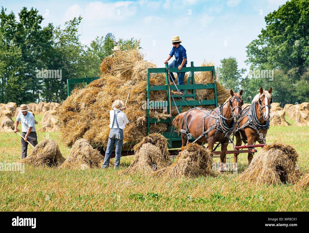 Amish men harvesting oat sheaves. Two horses are pulling a wagon