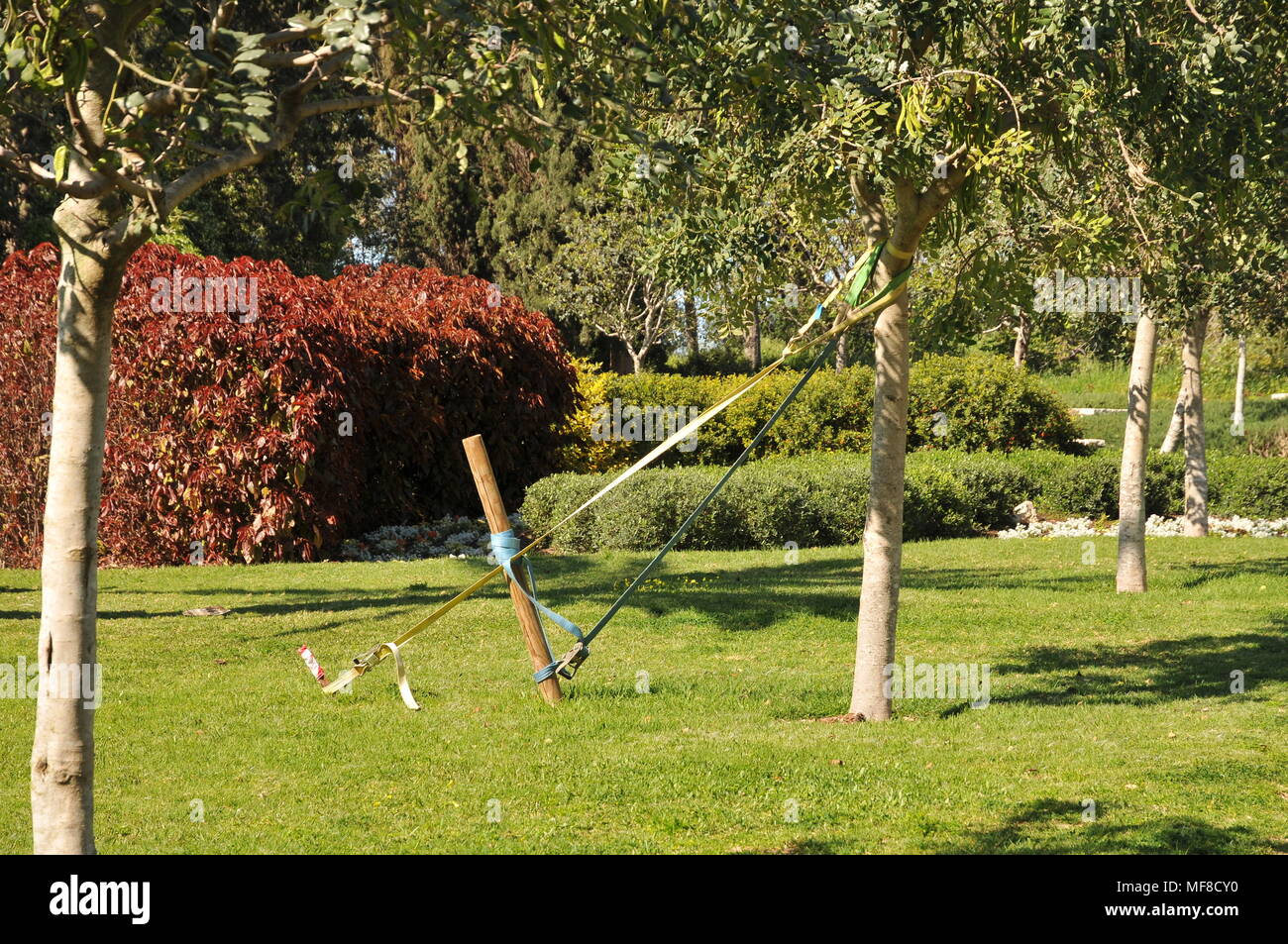 Tree supported by a pole. Photographed at Ramat Hanadiv gardens near Zichron Ya'acov, Mount Carmel, Israel Stock Photo
