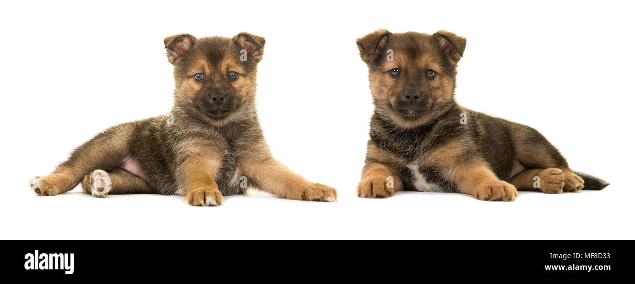 Two pomsky puppy dogs lying down seen from the side isolated on a white background Stock Photo