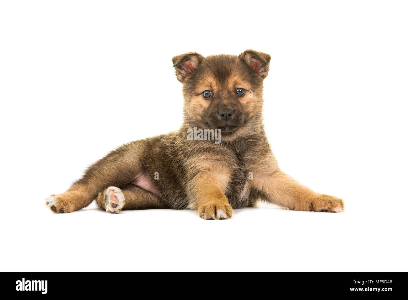 Cute pomsky puppy dog lying down seen from the side looking at the camera isolated on a white background Stock Photo