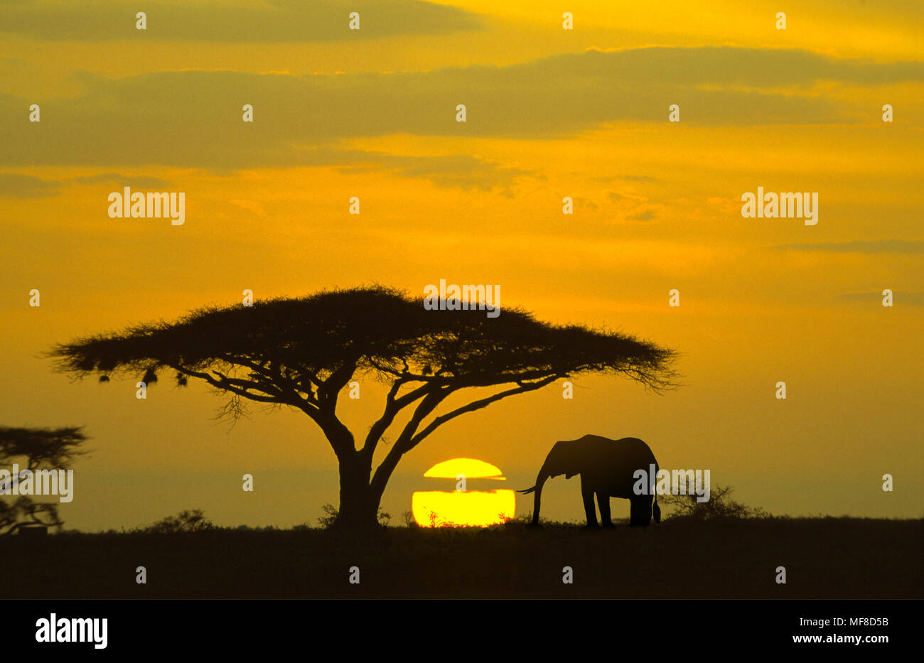 Elephant and acacia tree at sunrise, Serengeti National Park, Tanzania. Endangered species due to poaching for ivory. Stock Photo