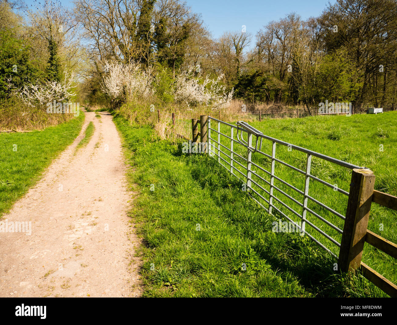 Footpath, Speen Moors Walk, Newbury, Berkshire, England, UK, GB. Stock Photo