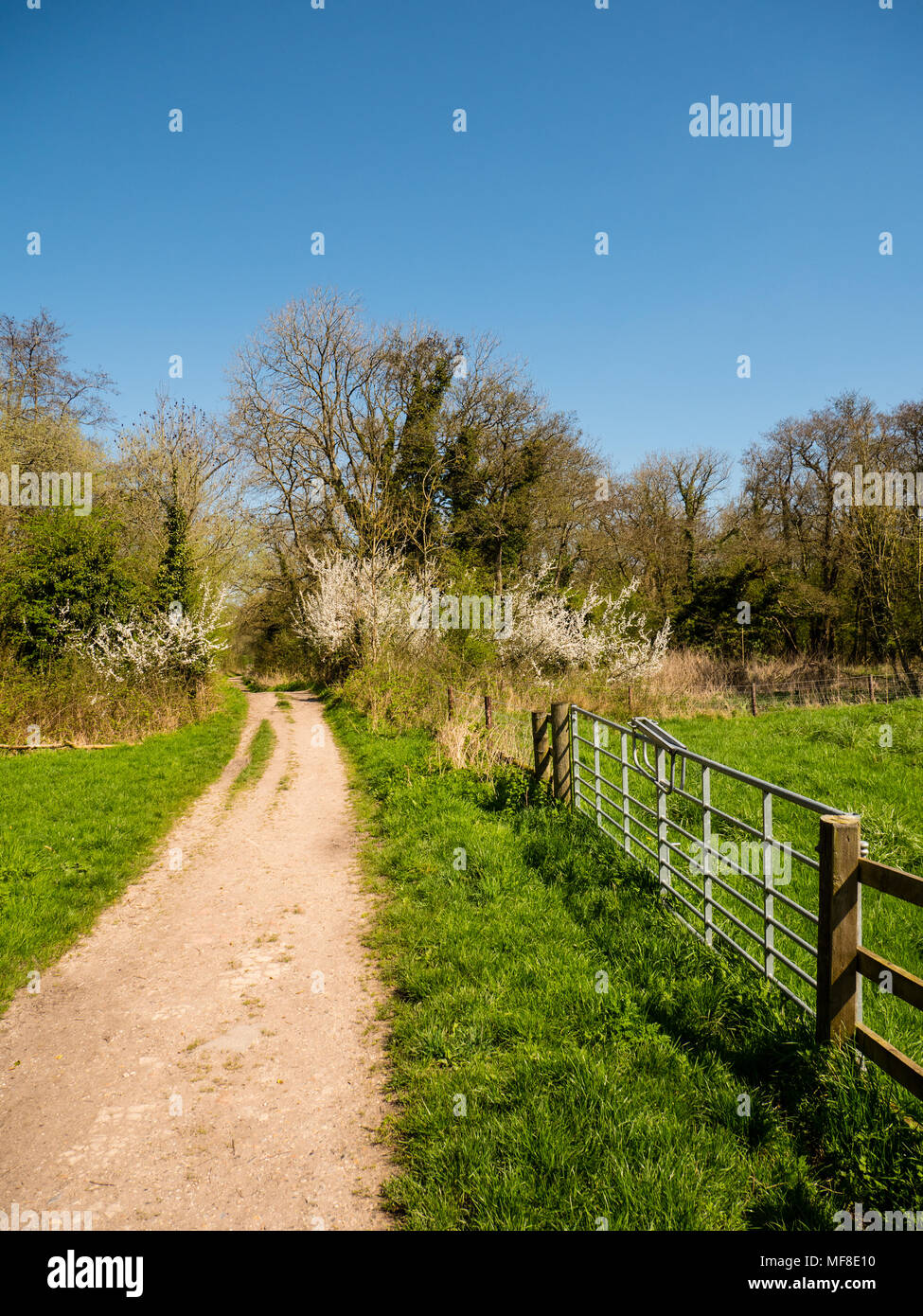 Footpath, Speen Moors Walk, Newbury, Berkshire, England, UK, GB. Stock Photo