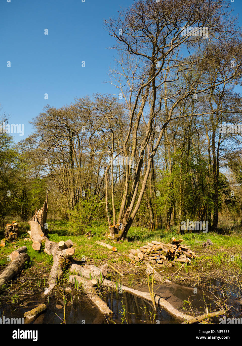 Sustainable Forestry, Speen Moors Walk, Newbury, Berkshire, England, UK, GB. Stock Photo