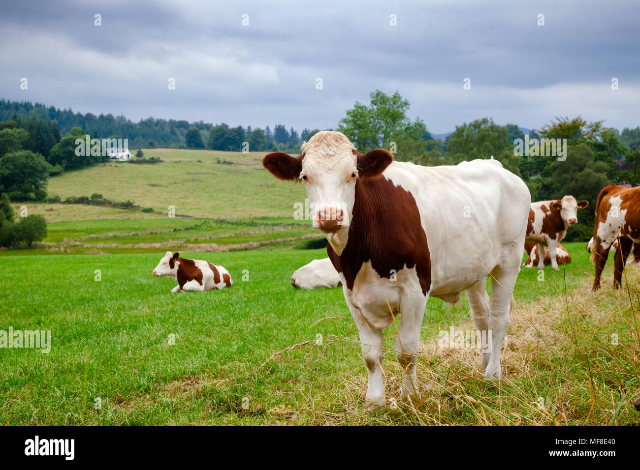Red white friesian dairy cow hi-res stock photography and images - Alamy