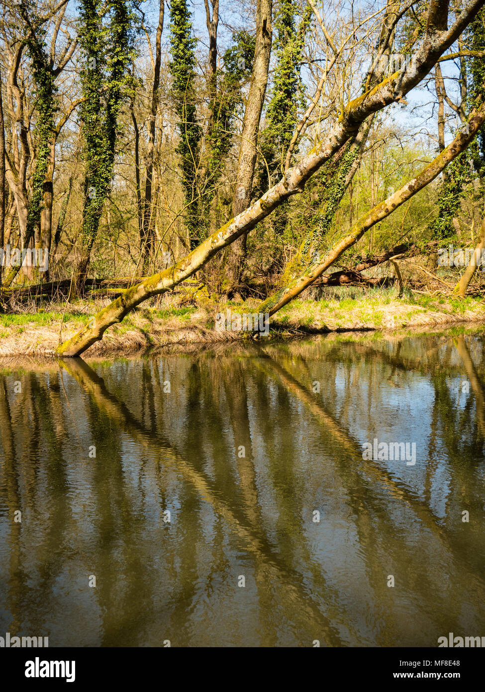 Reflection of Trees, Speen Moors Walk, Natural Forest, Newbury, Berkshire, England, UK, GB. Stock Photo