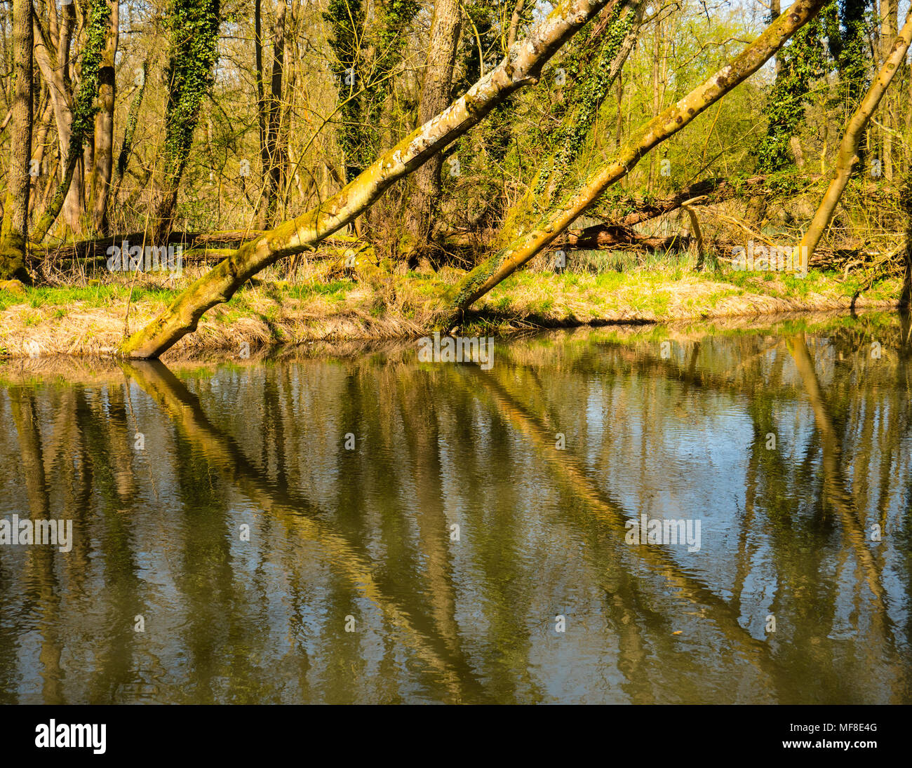 Reflection of Trees, Speen Moors Walk, Natural Forest, Newbury, Berkshire, England, UK, GB. Stock Photo