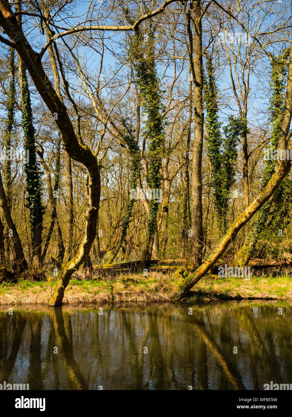 Reflection of Trees, Speen Moors Walk, Natural Forest, Newbury, Berkshire, England, UK, GB. Stock Photo