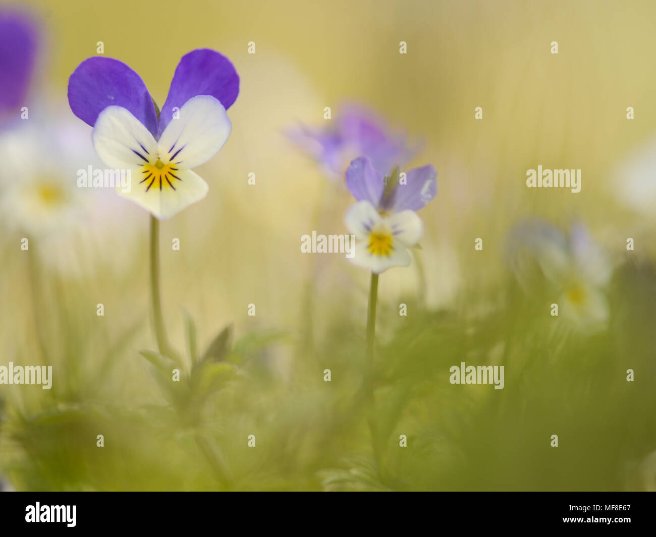 Blooming purple and white violets in the field Stock Photo