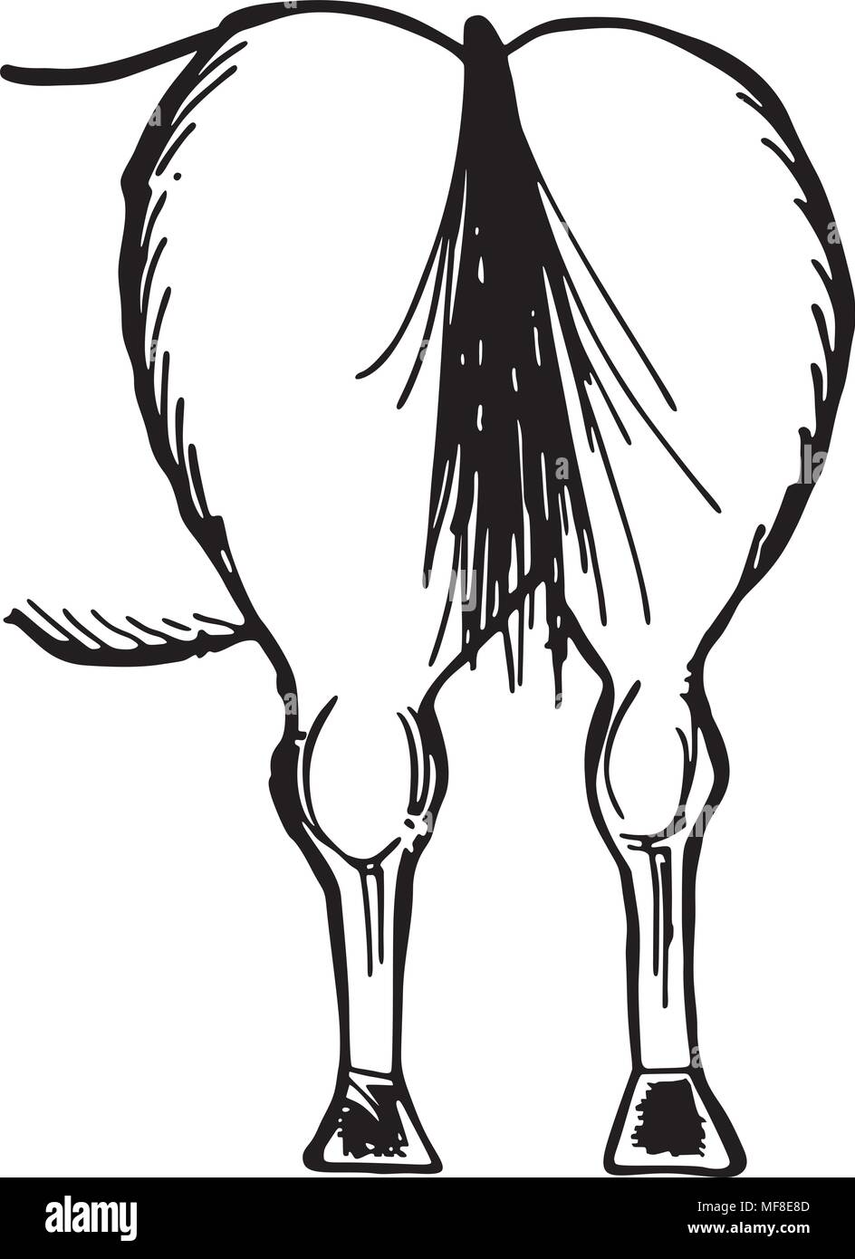 Horse Rear End High Resolution Stock Photography And Images Alamy Horse Rear End High Resolution Stock Photography And Images Alamy