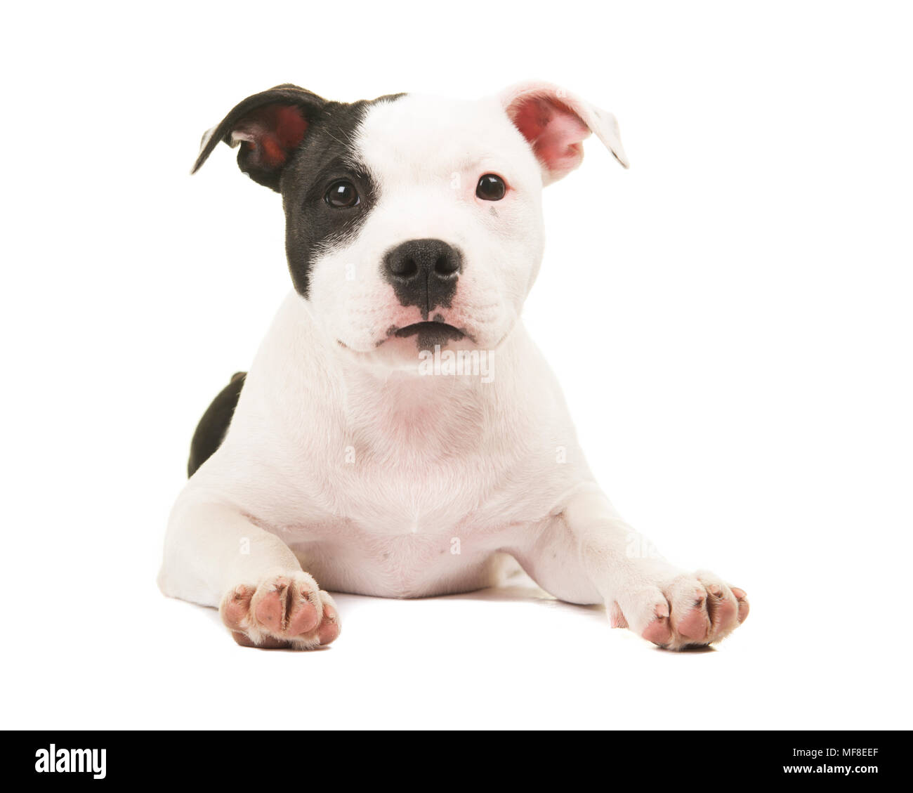 Black And White Pitbull Terrier Puppies