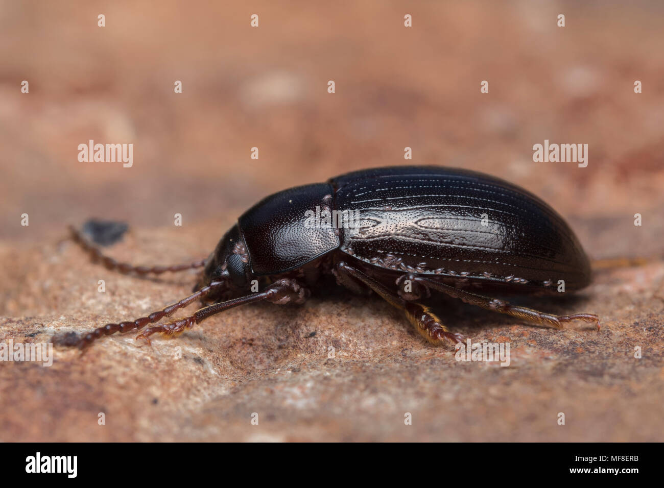 Darkling beetle resting on a stone. Tipperary, Ireland Stock Photo