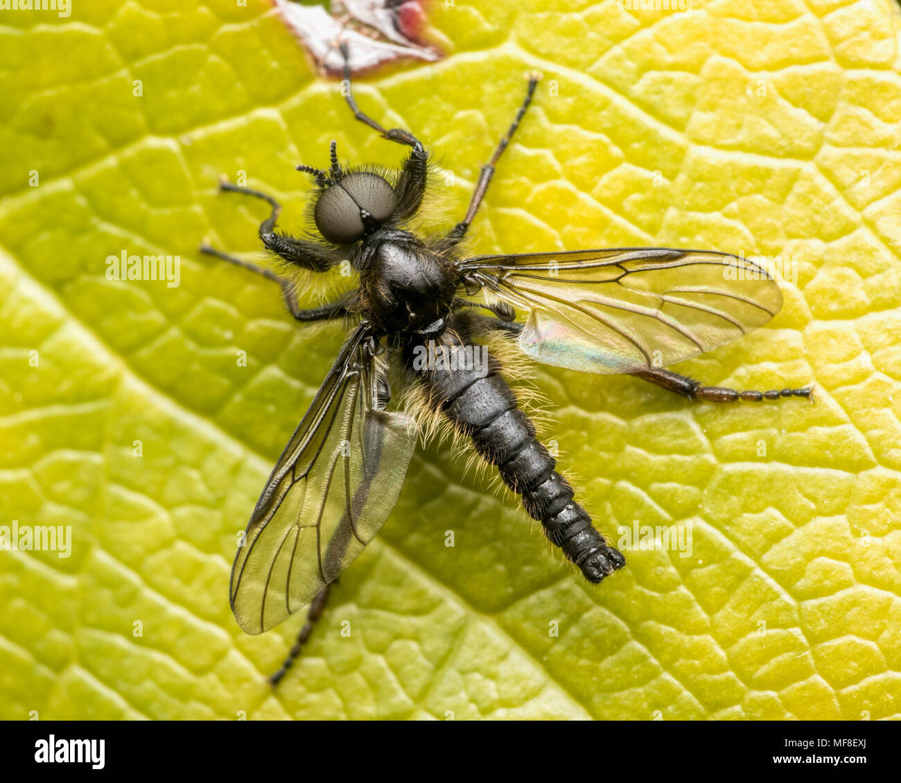 Dorsal view of Fly (Bibio sp.) on Rhododendron leafwith wings open. Tipperary, Ireland Stock Photo