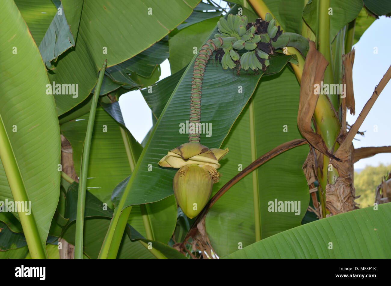 Flower of lush banana tree with small green bananas Stock Photo
