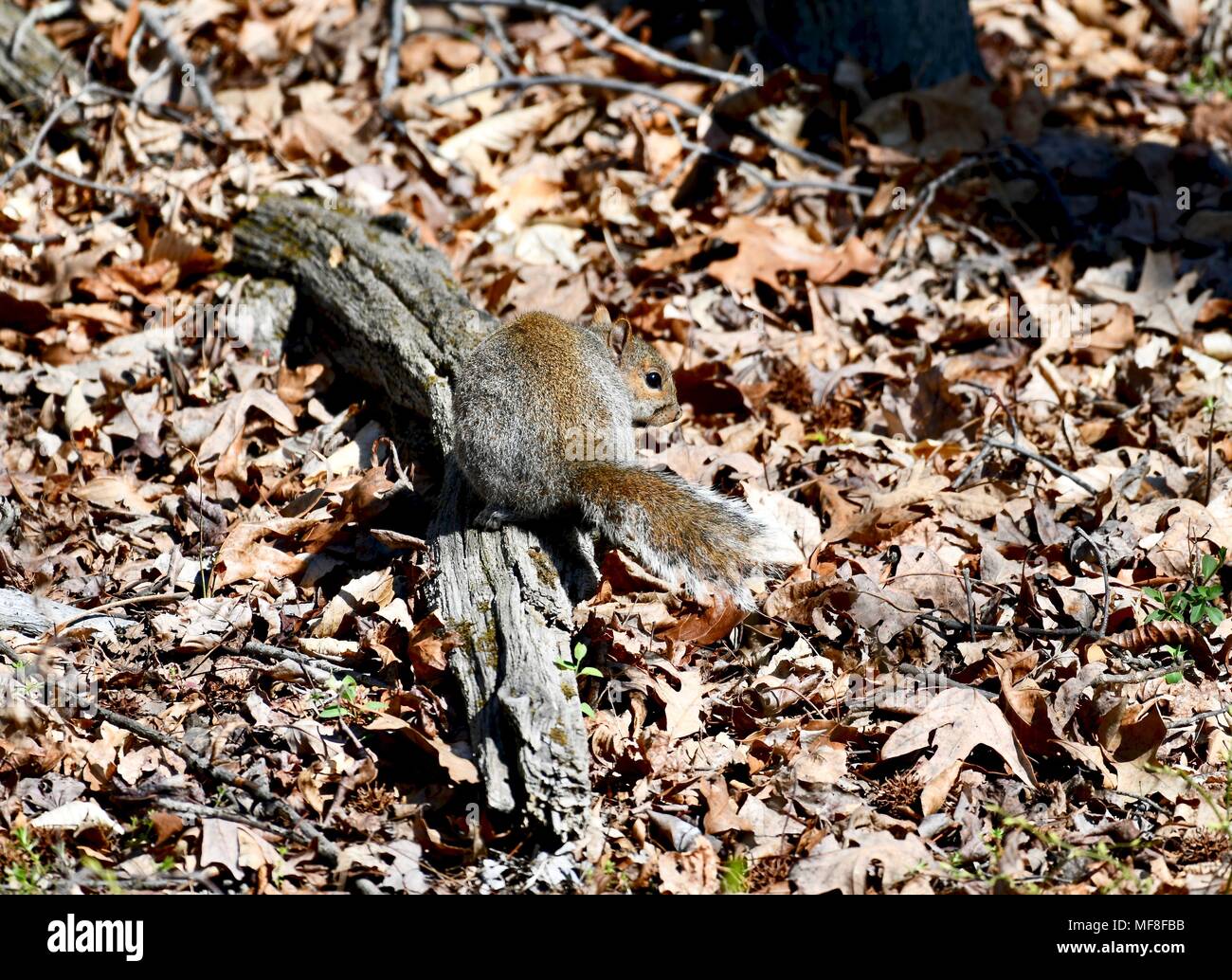 Eastern gray squirrel (Sciurus carolinensis) sitting on a small dead branch in the forest Stock Photo