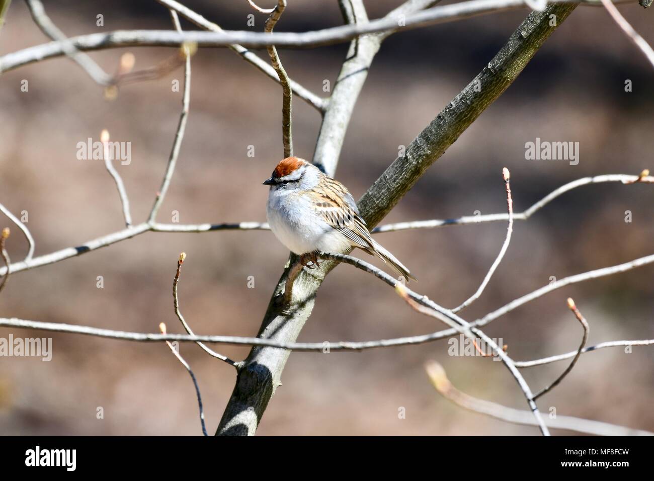 Chipping sparrow (Spizella passerina) perched in a tree Stock Photo